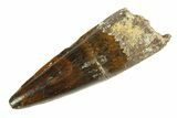 Real Fossil Spinosaurus Tooth - Beautiful Enamel #346785-1